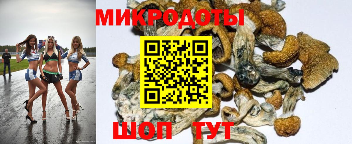 Псилоцибиновые грибы Psilocybe Грозный